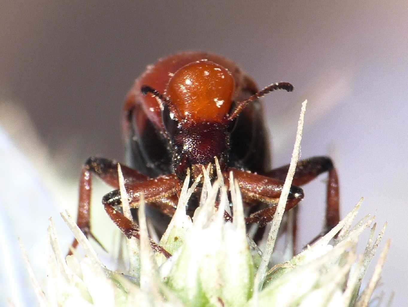 Macrosiagon tricuspidatum? (Rhipiphoridae)